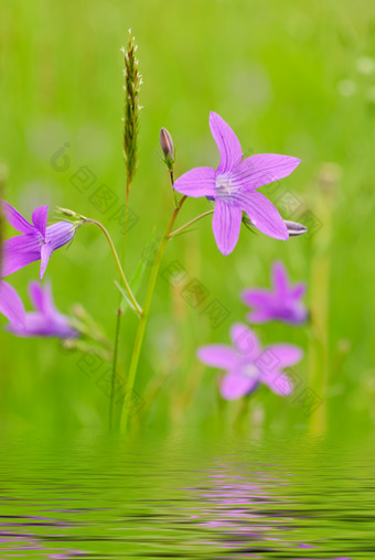 紫色花朵<strong>花枝</strong>枝条