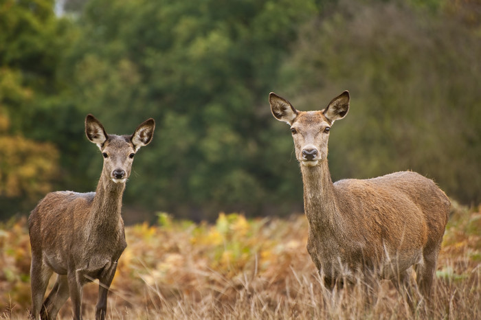 简约草地中的两头鹿摄影图