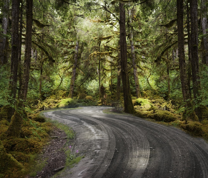 暗色调树林中的公路摄影图