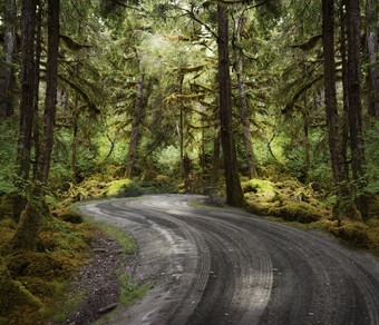 暗<strong>色调</strong>树林中的公路摄影图