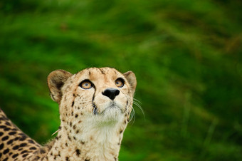 暗色调一只可爱的豹子摄影图