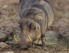 深色调喝水的野猪摄影图