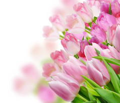 粉色调郁金香花朵摄影图