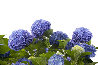 蓝色绣球花摄影图