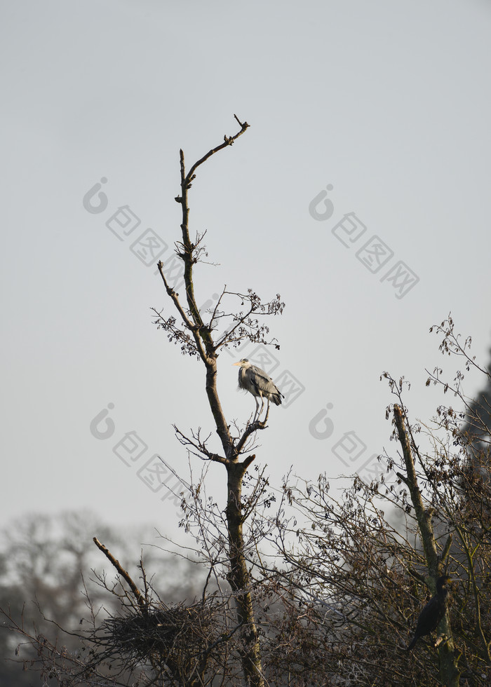 树枝上的一只白鹭