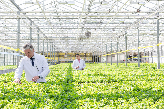 清新风做植物实验摄影图