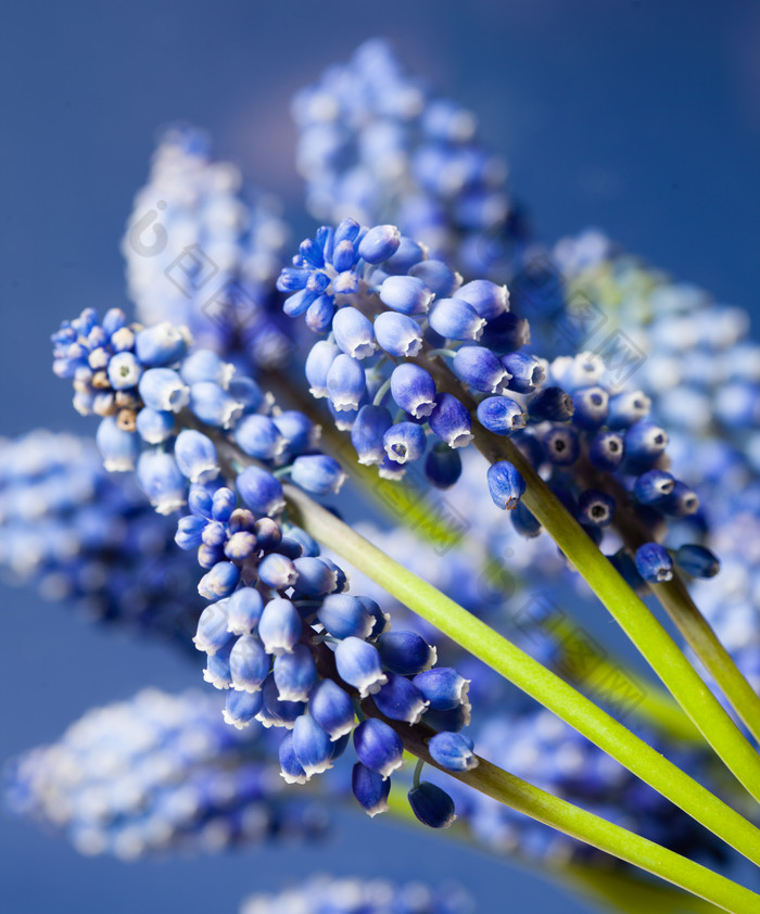 紫色小花花卉花枝