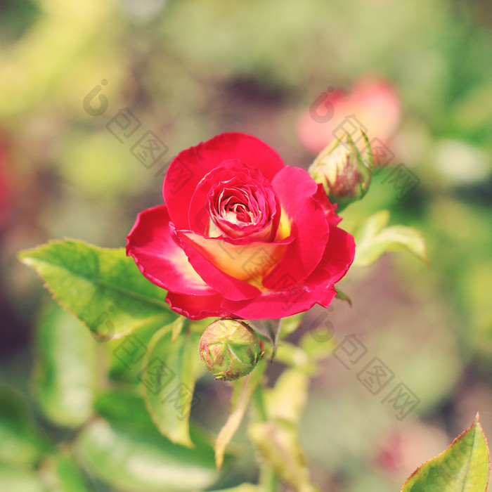 红色玫瑰花花朵花苞