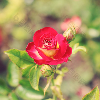 红色玫瑰花花朵花苞