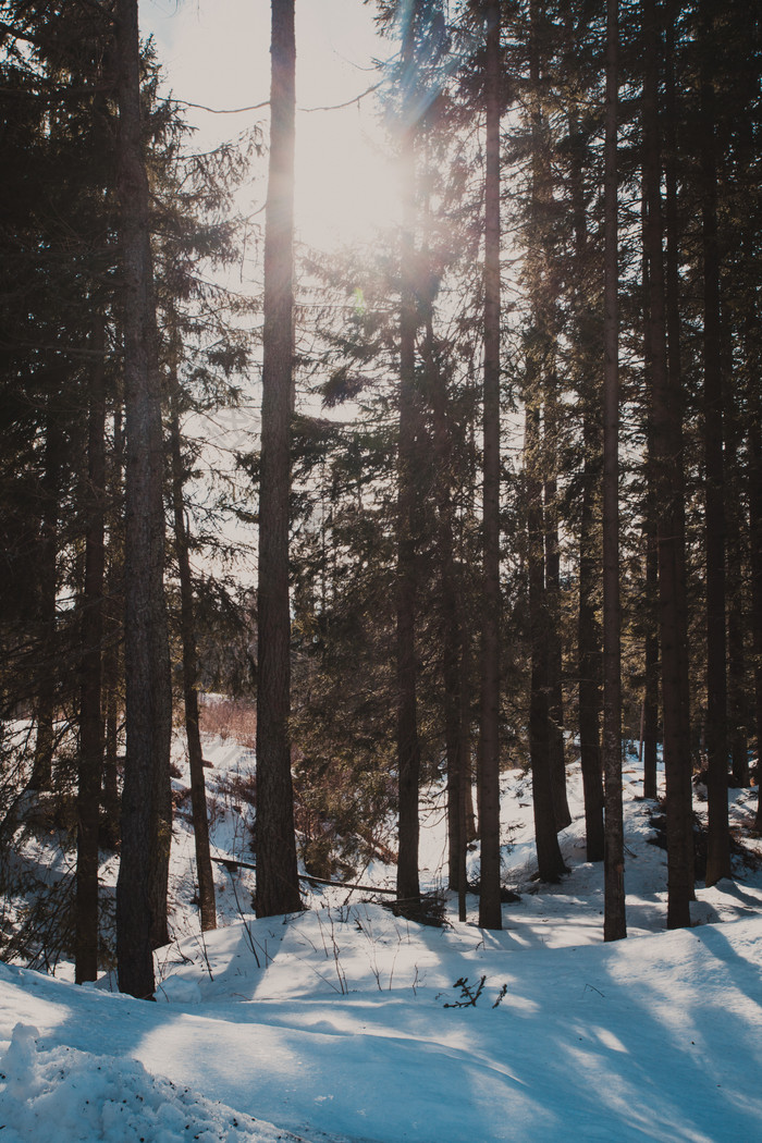 阳光中的树林白雪