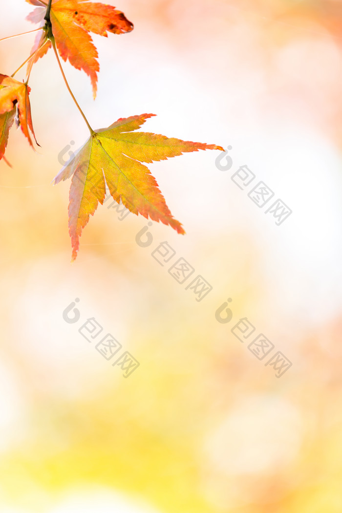 秋季黄色模糊背景中的枫叶
