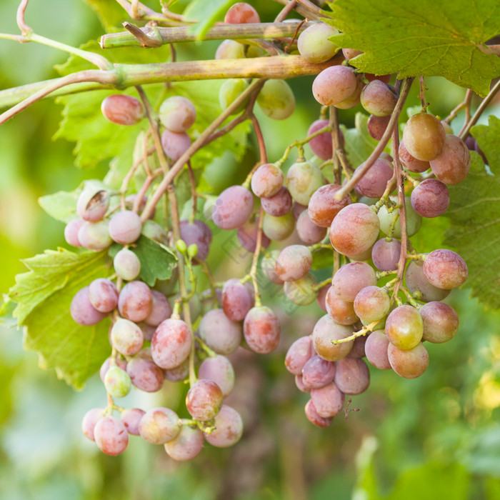 葡萄架上的葡萄水果图片