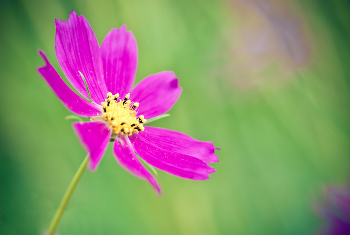 漂亮的紫色小花摄影图