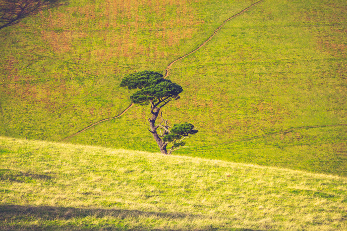 绿色调山脚下的树摄影图
