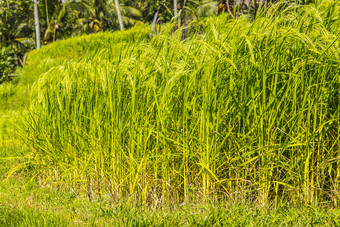 田野水稻植物摄影图