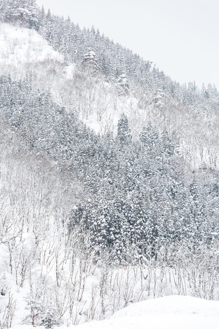 冬季雪松森林摄影图