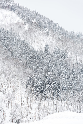 冬季雪松森林摄影图