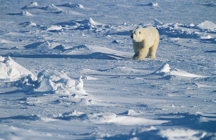 行走的北极熊摄影图