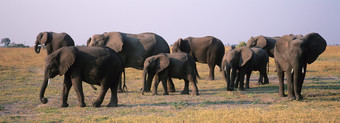 草原上的野生非洲象