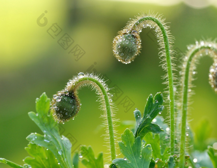 清新花草摄影图