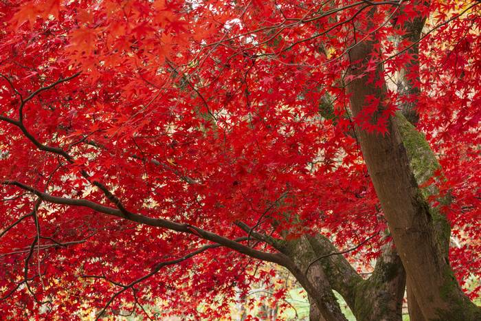 秋季公园红色枫树