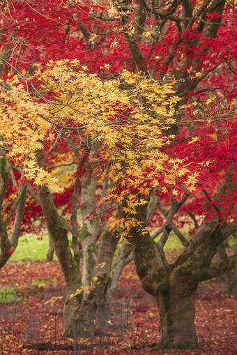 深秋红色黄色树叶树林