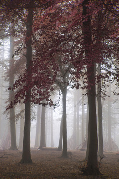 秋天起雾的树林摄影图