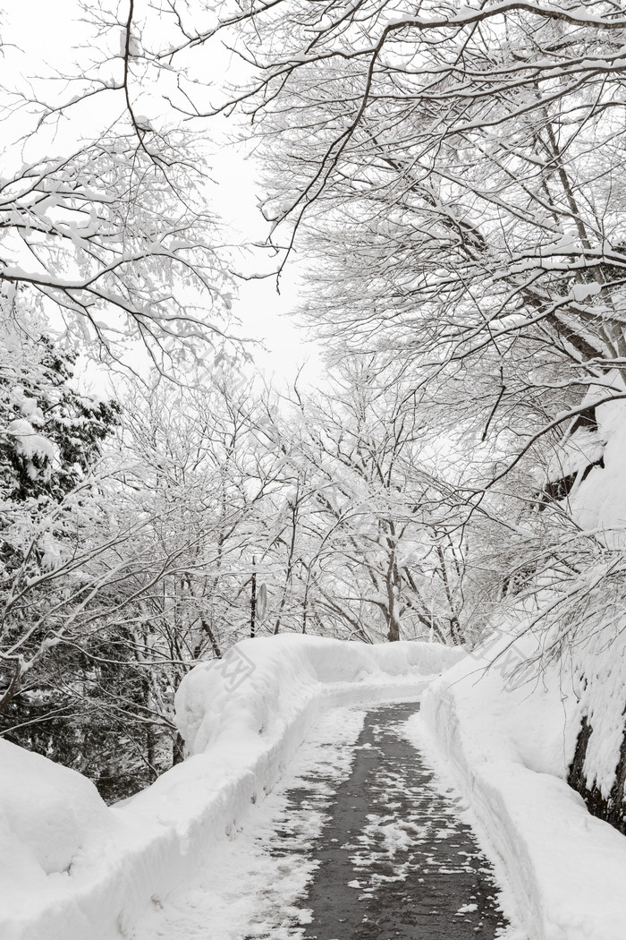 冬季积雪的马路和树枝