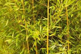 竹子竹林植物