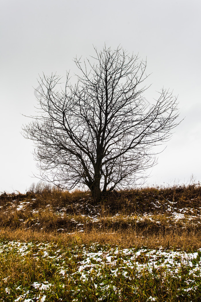 冬季凋落的树叶摄影图