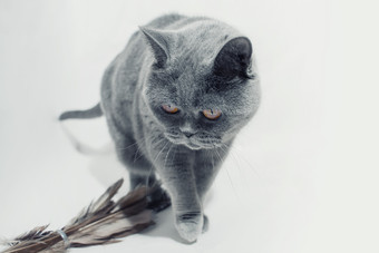 行走的灰色小猫咪