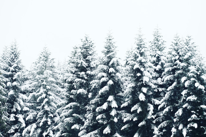 树木上的白雪积雪