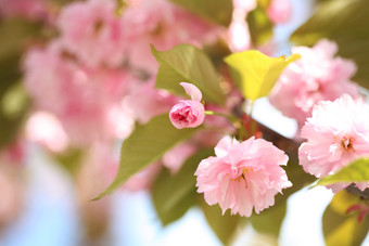 树枝上的粉色花朵和花苞