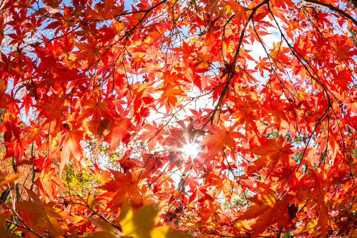 秋天红枫叶叶子树枝