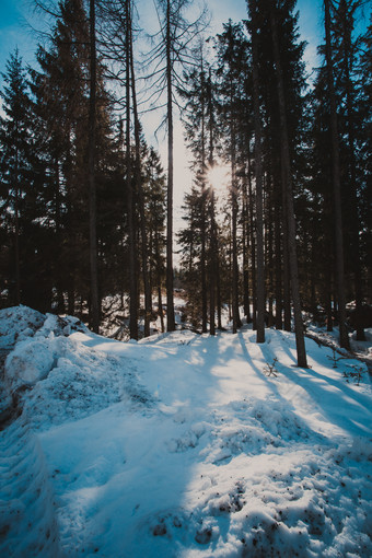 冬季阳光下的树林雪景图片