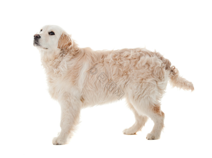 站立的拉布拉多猎犬图片