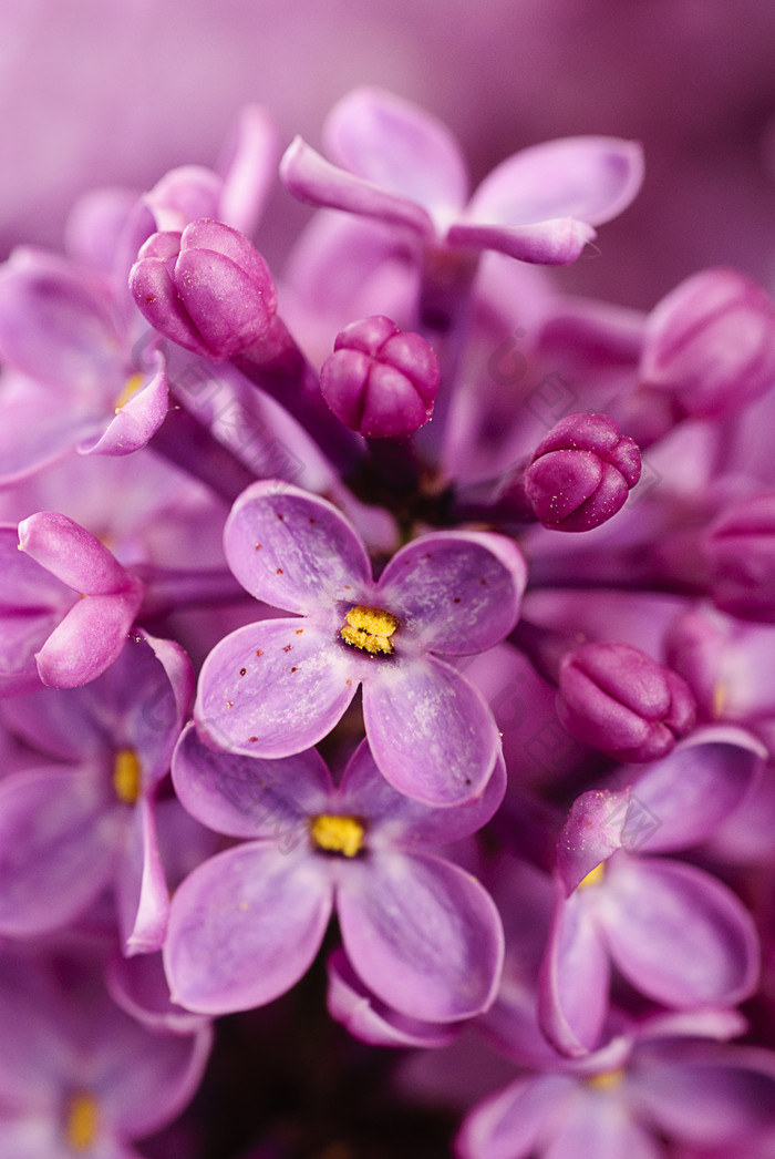 紫色丁香花花朵花苞摄影图