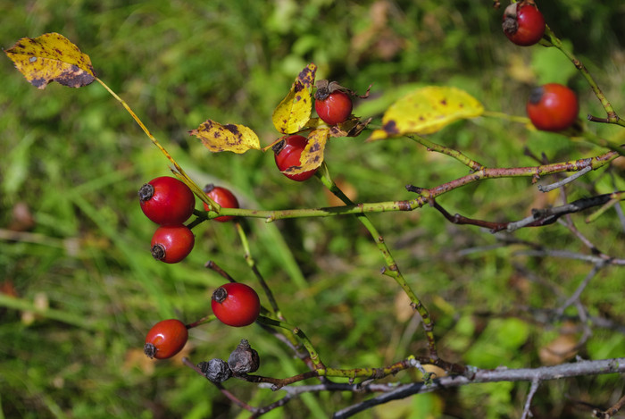树枝上的红色野果摄影图