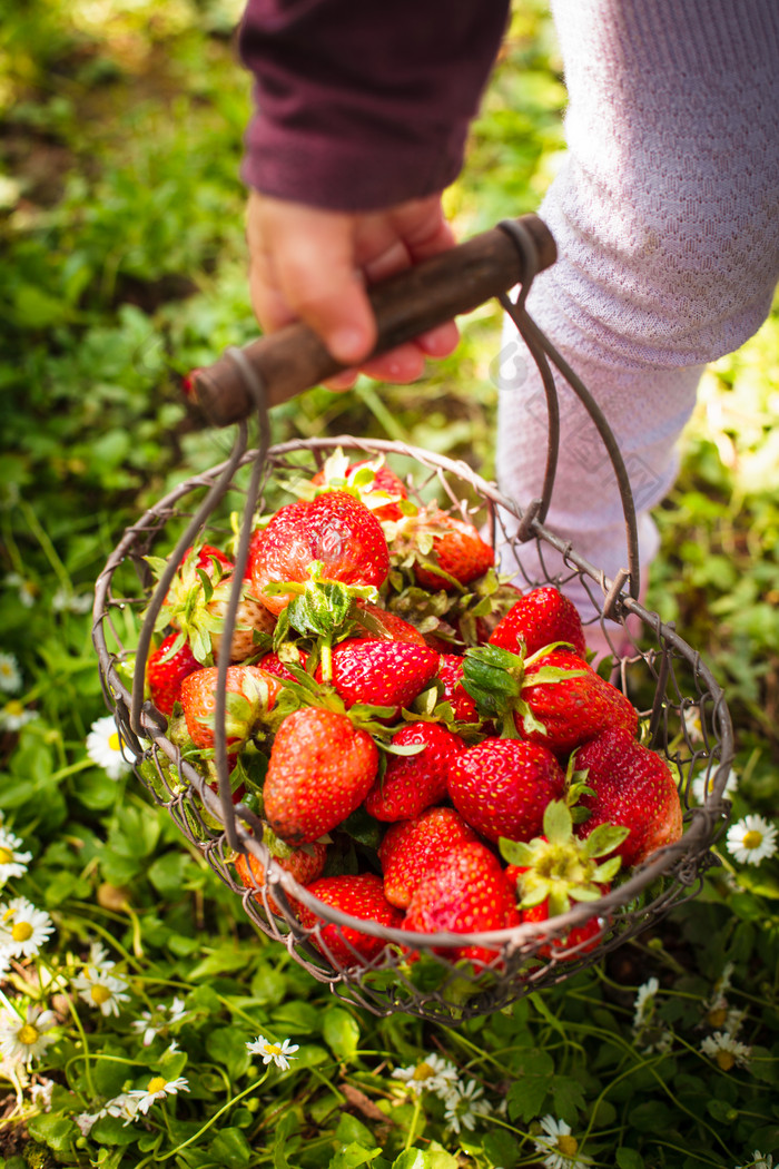 清新风采摘草莓摄影图