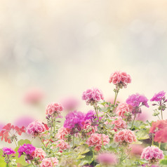 小清新漂亮的花丛摄影图