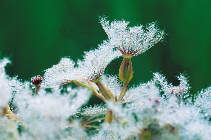 深色调漂亮的花草摄影图