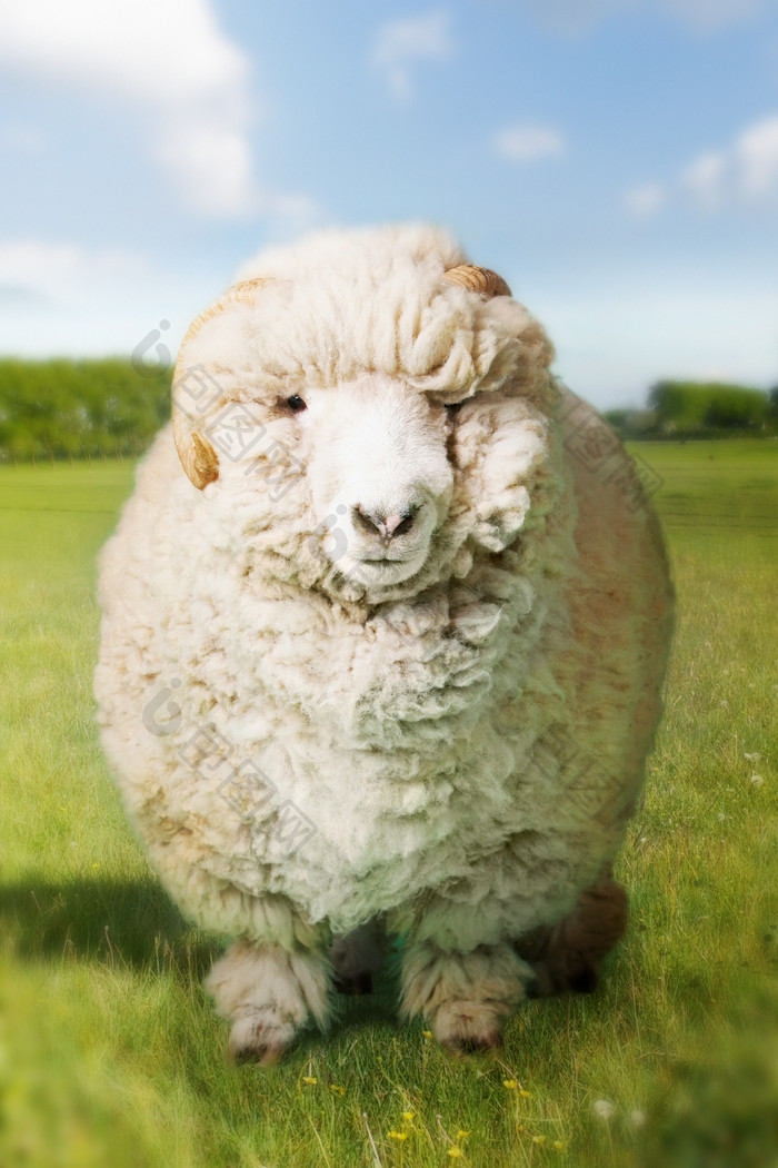 清新可爱绵羊摄影图