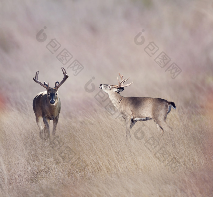 暗色调两头鹿摄影图