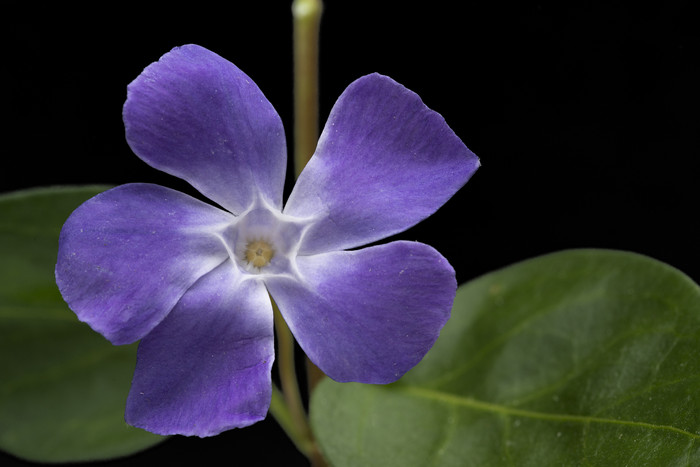 大自然紫色小花花朵