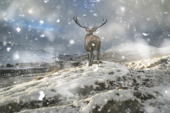 雪地里的梅花鹿动物