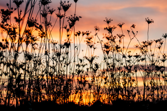 日落晚霞植物摄影图