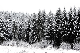 冬天树木积雪白雪