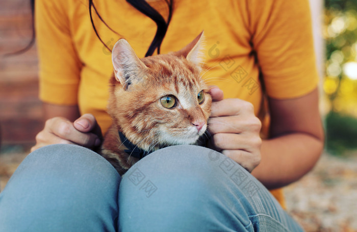 猫咪趴在女人腿上