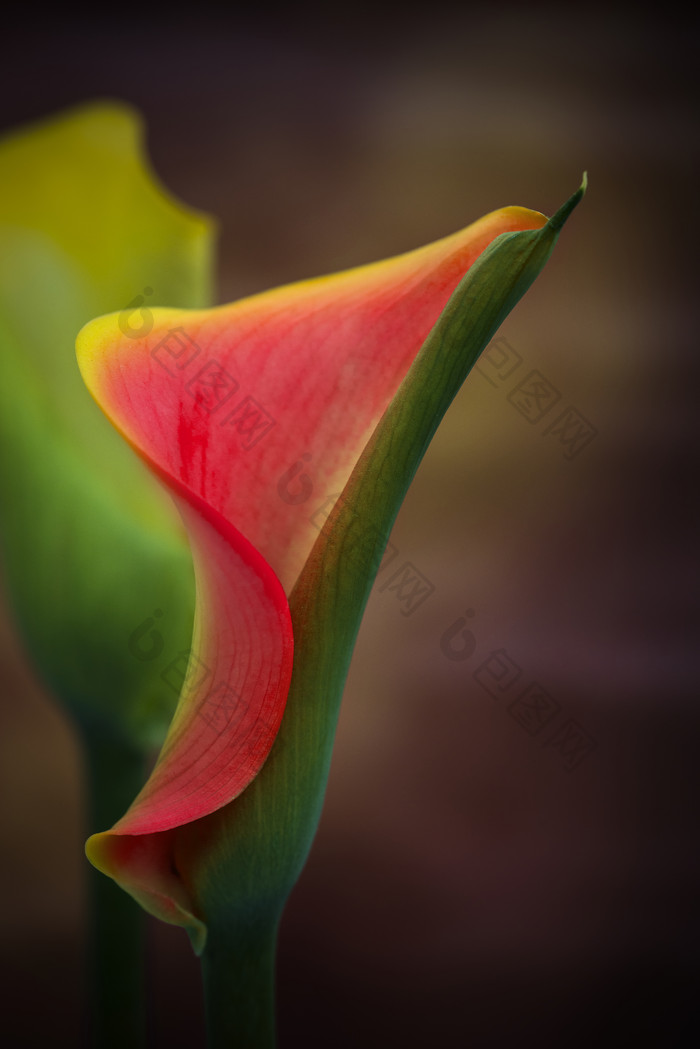 红色马蹄莲花卉摄影图