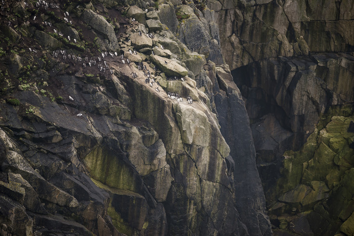 悬崖上的海鸥群摄影图